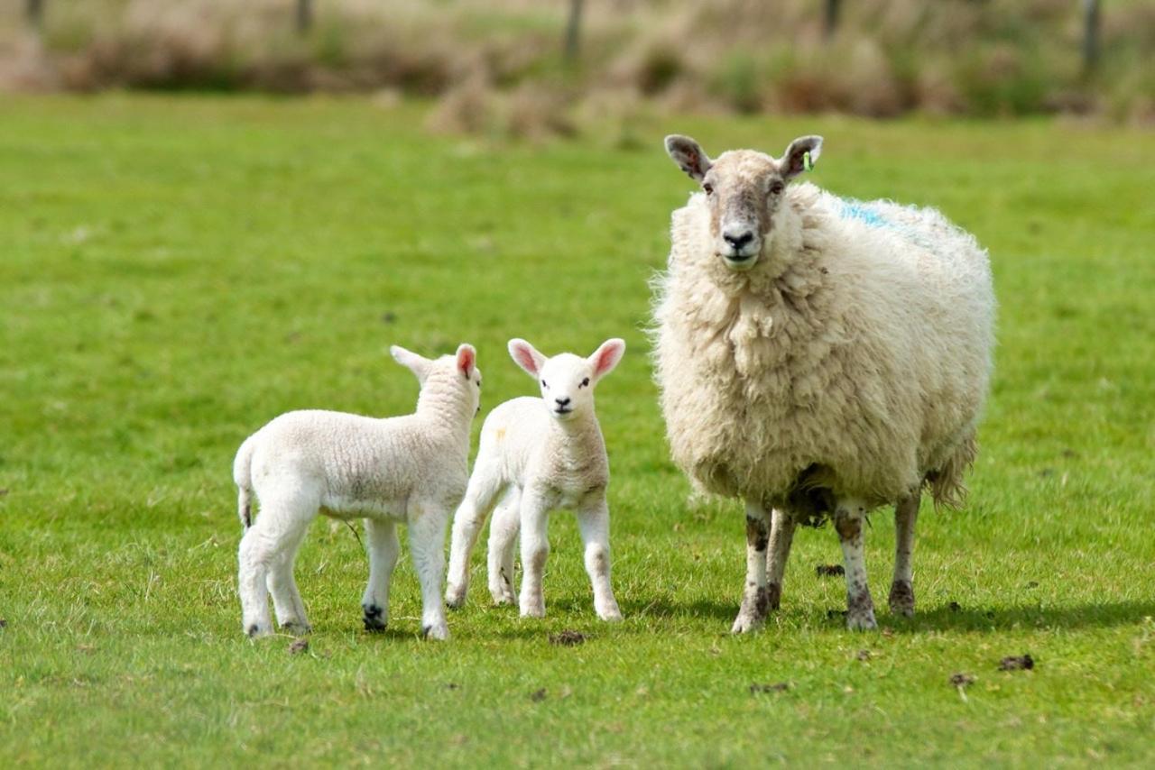 Willow House Bed & Breakfast And Orchard Studios Self Catering Limavady Ngoại thất bức ảnh